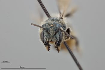 Media type: image;   Entomology 795009 Aspect: head frontal view